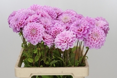 Dahl Ball Sweet Love 60cm