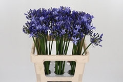 Agap Uri 60cm
