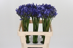 Agap Uri 60cm