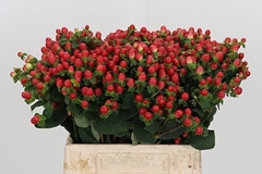 Hyp Tomato Flair 40cm
