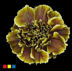Dianthus St Gothic Green