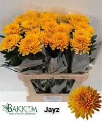 Chr G Jayz 80cm 110gram