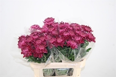 Chr G Bigoudi Purple 80cm 70gram