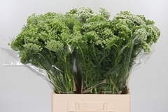 Ammi Vis Casablanca 70cm