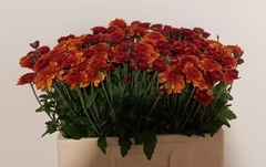 Chr Tbu Blenda 53cm 40gram