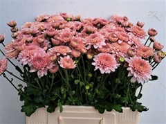 Chr T Gompie Rose 60cm 70gram