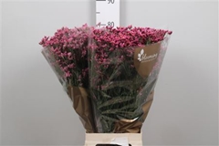 Lim Sin Tiffany Diam 80cm 35gram