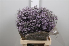 Lim Safora Lilac 70cm 35gram