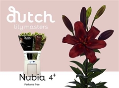 Li La Nubia 90cm 45+