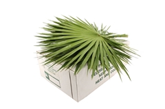 Sabal Palmetto Bunch 60cm
