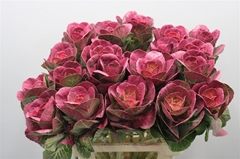 Brass Klb Cerise H%