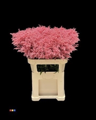 Solidago Pink 80cm