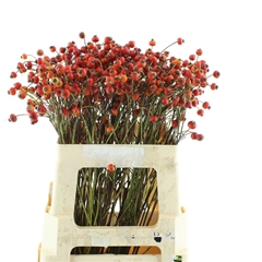 Rosa Amazing Fantasy 70cm