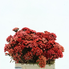 Brunia Laevis 35cm
