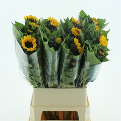 Helian An Vin Choice 90cm 24
