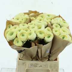 Ran Su Commedia 45cm 50gram