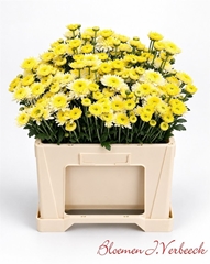 Chr T Blenda White 50cm 50gram