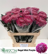 Chr G Regalm Purper 80cm 115gram