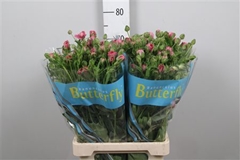 Ran Butterf Jupiter 70cm 40gram