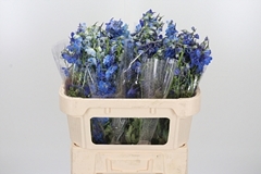 Delph En Donna Blue 70cm