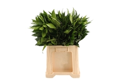 Cocculus Laurifolius 80cm