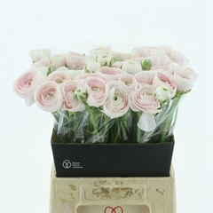 Ran Su Hanoi 35cm 30gram