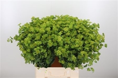 Bupleurum Rotundifol 70cm