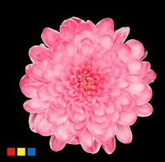 Chr T Altaj Hotpink