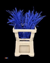 Grevillea Ivanhoe Blue