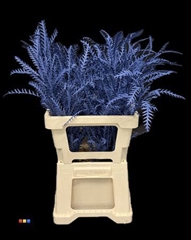 Grevillea Ivanhoe Marine Blue