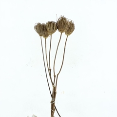 Dried Flowers 100 Gram 70cm