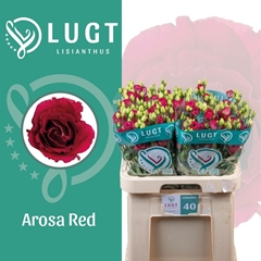 Eust G Arosa Red 70cm