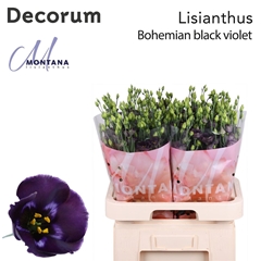 Eus E Bohemi Black Vio 70cm