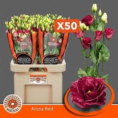 Eust G Arosa Red 70cm