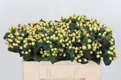 Hyp Mag Snowprince 50cm