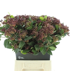 Vibur T Macrophyllum 50cm