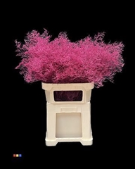 Limonium Cerise