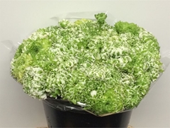 Ran Pon Pon Igloo 45cm 40gram