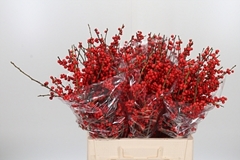 Ilex Vert (RODE Bes) 60cm