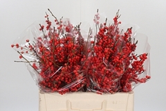 Ilex Vert (RODE Bes) 52cm