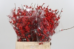 Ilex Vert (RODE Bes) 42cm