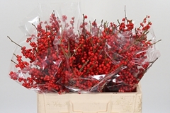 Ilex Vert (RODE Bes) 52cm