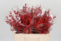 Ilex Vert (RODE Bes) 52cm