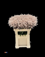 Solidago Champagne 80cm