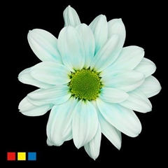 Chr T Kennedy Pastel Mint