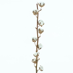 Gossypium Wit 75cm