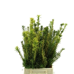 Taxus Ba Fastigia Bs 40cm