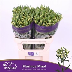 Alst Fl Pinot 75cm 30+