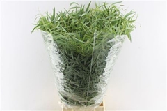 Euc Nicholii P Bs 70cm 300gram