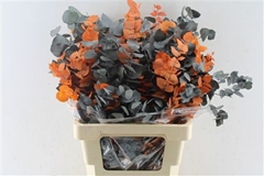 Eucalyp Klb Bs H% 70cm 200gram